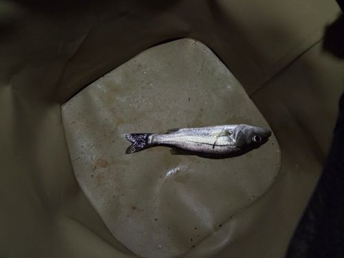 スズキの釣果