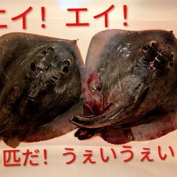 アカエイ