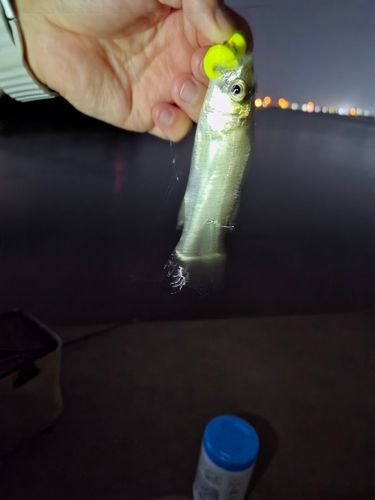 スズキの釣果