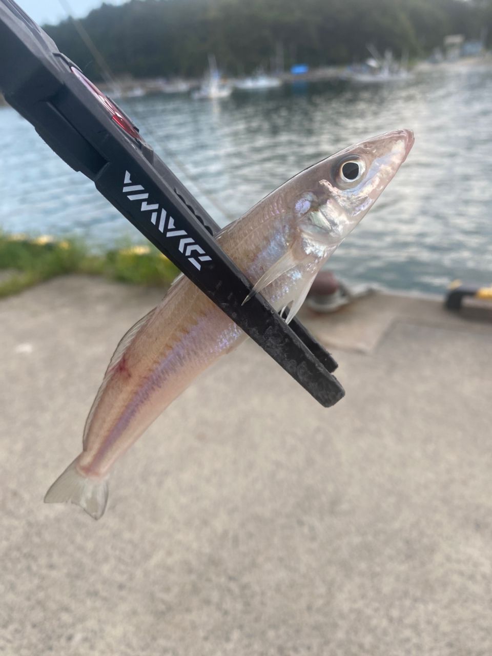 SHIMANO 18ソアレ SS S76UL-Tの最安値・インプレ・釣果 | 本音の