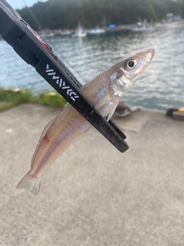 キスの釣果