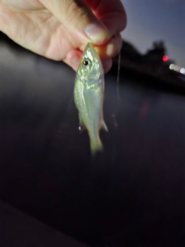 スズキの釣果