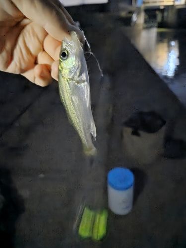 スズキの釣果