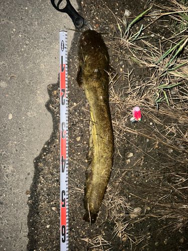 ナマズの釣果