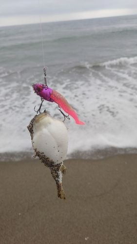 クサフグの釣果