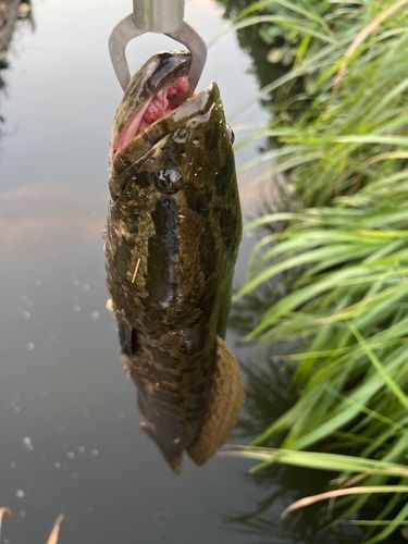 ライギョの釣果