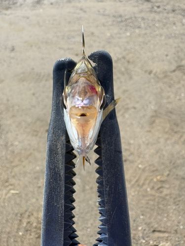 ヒイラギの釣果