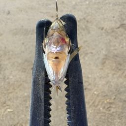ヒイラギ