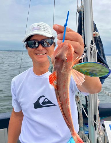 ホウボウの釣果