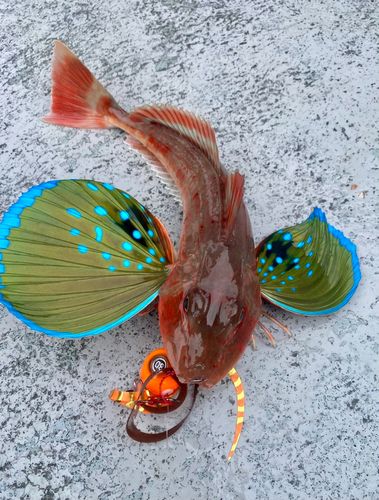 ホウボウの釣果