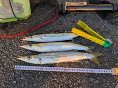 アカカマスの釣果
