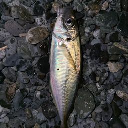 アジ