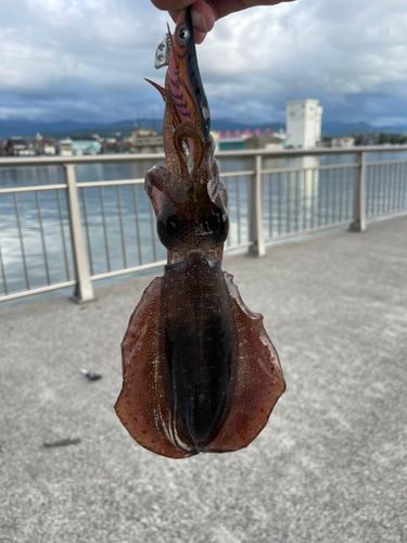 魚津漁港