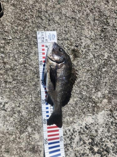 クロダイの釣果