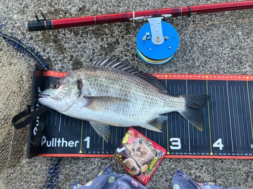 キビレの釣果