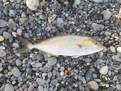 シオの釣果