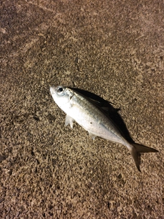 メアジの釣果