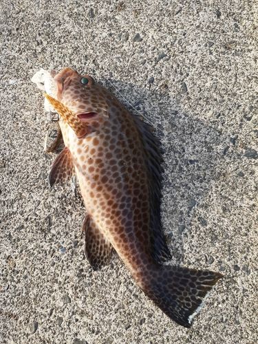 オオモンハタの釣果
