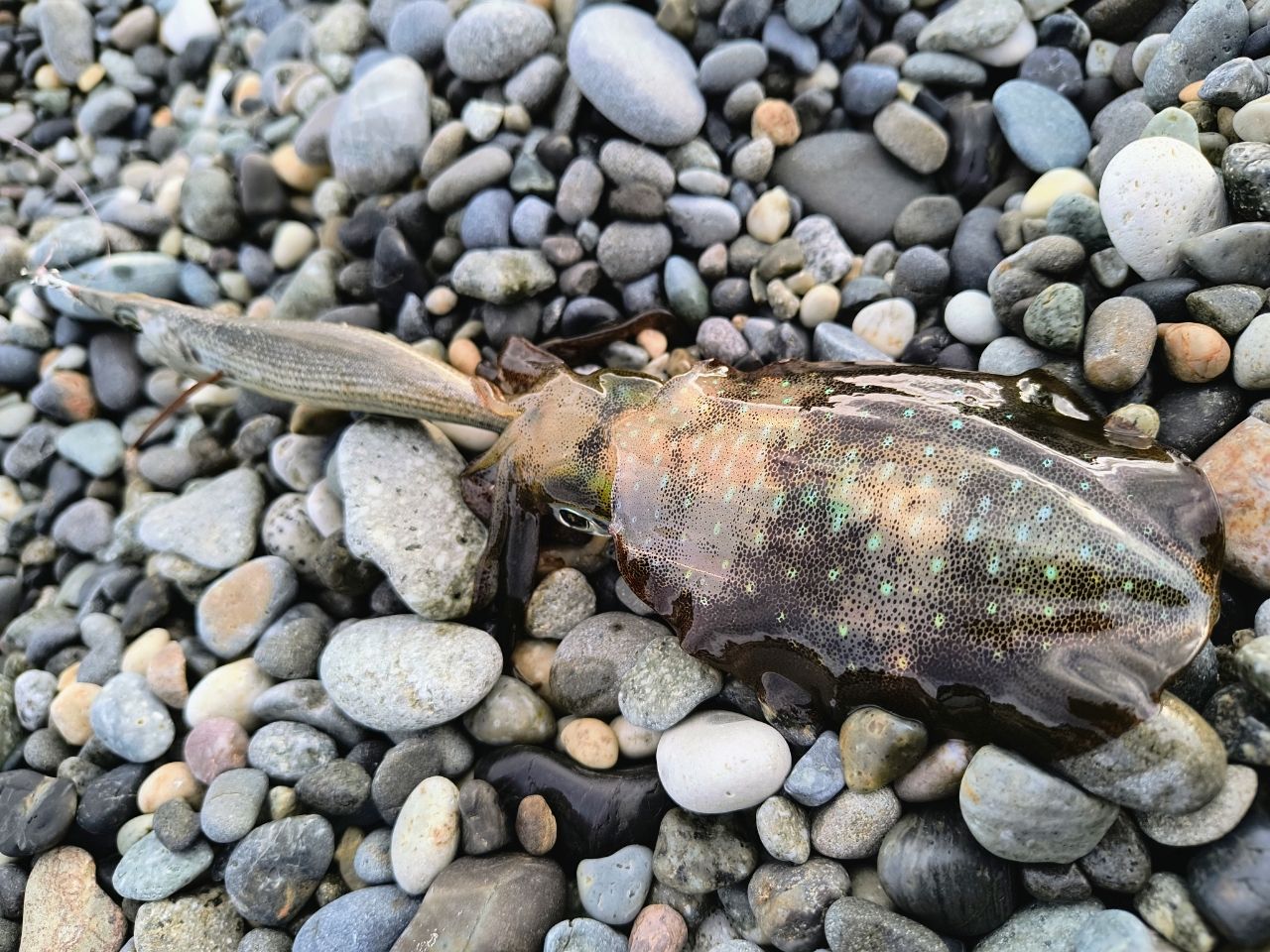 ჯ ιı र ιı =リリース さんの 2025年09月16日のアオリイカの釣り・釣果情報(富山県 - 富山湾) - アングラーズ | 釣果 ...