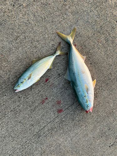 ワカシの釣果