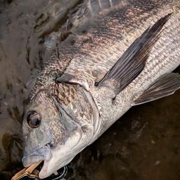 クロダイ
