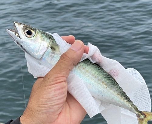 サバの釣果