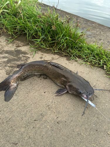 アメリカナマズの釣果