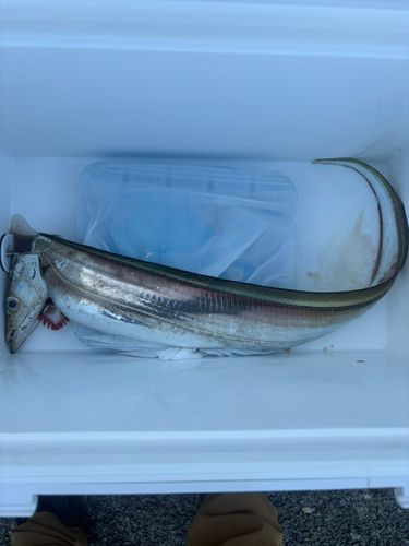 タチウオの釣果