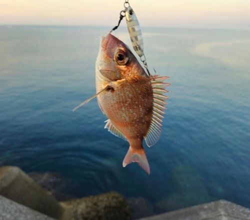 チャリコの釣果