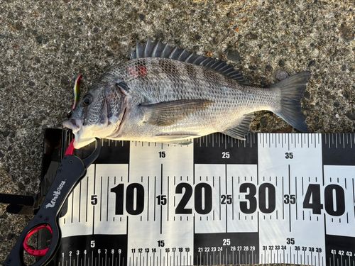 クロダイの釣果