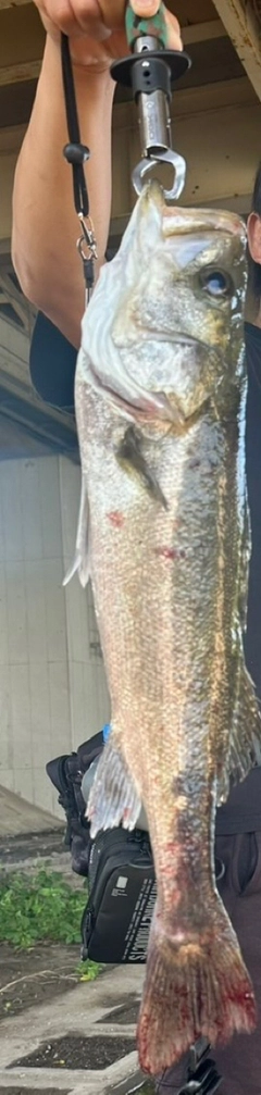 マルスズキの釣果