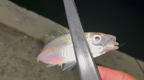 知多湾