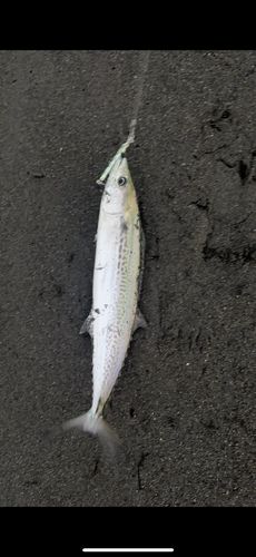 サゴシの釣果