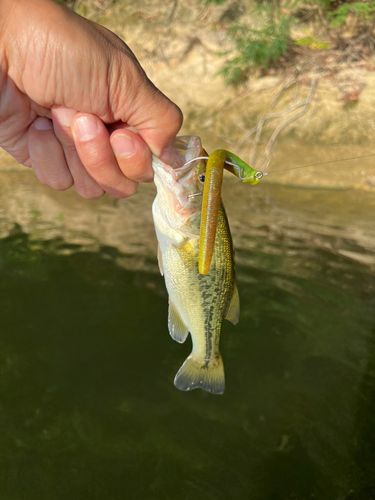 ラージマウスバスの釣果