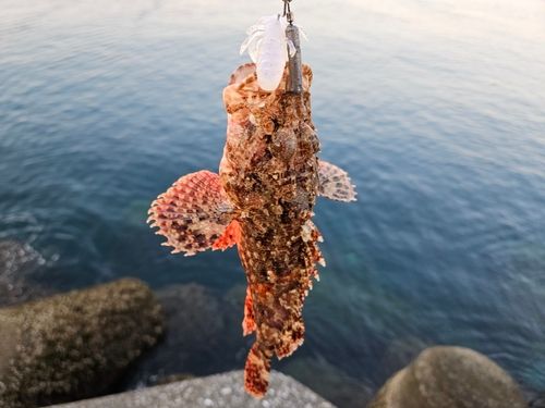 オニカサゴの釣果