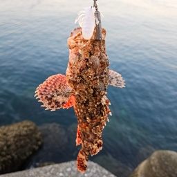 オニカサゴ