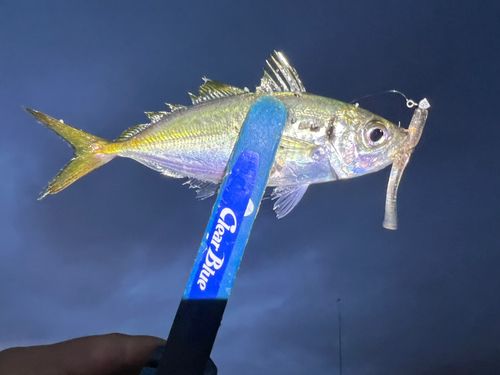 マアジの釣果