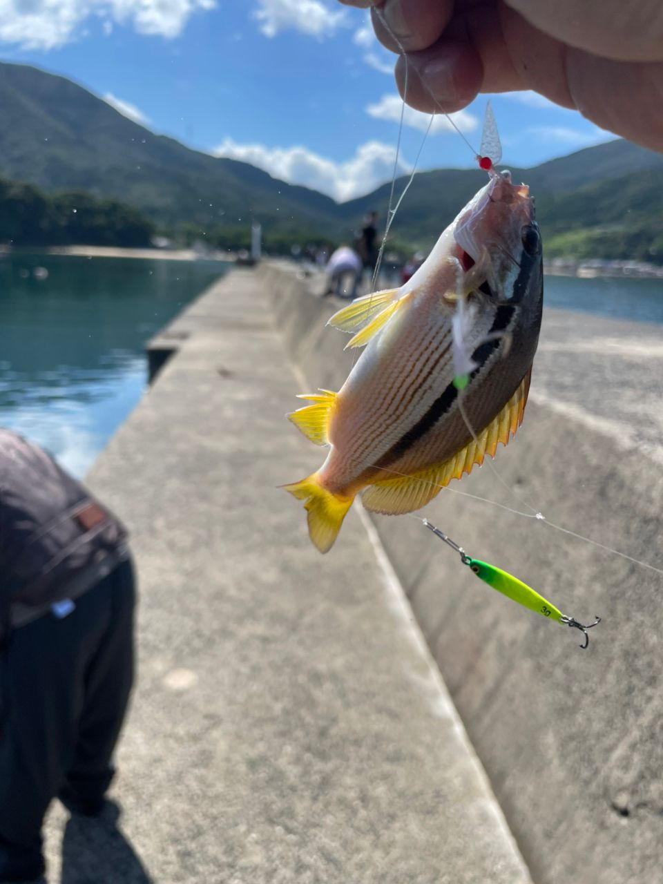 ヨコスジフエダイ