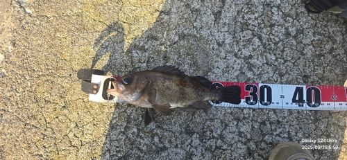 メバルの釣果