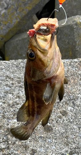 ガヤの釣果