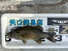 スモールマウスバスの釣果