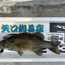 スモールマウスバス