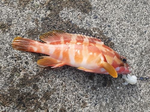 内浦湾（沼津）