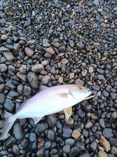 シオの釣果