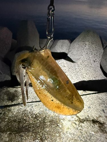 仙崎湾
