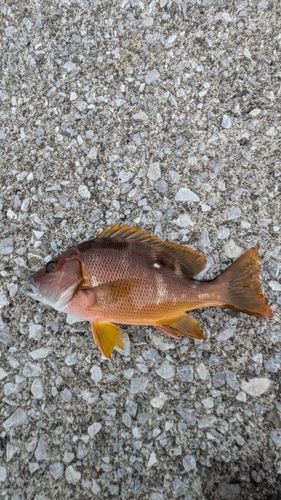 シブダイの釣果