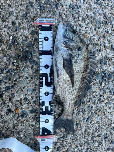 クロダイの釣果