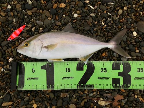 ショゴの釣果