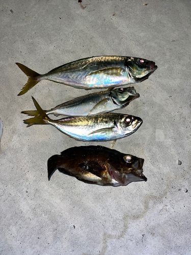アジの釣果