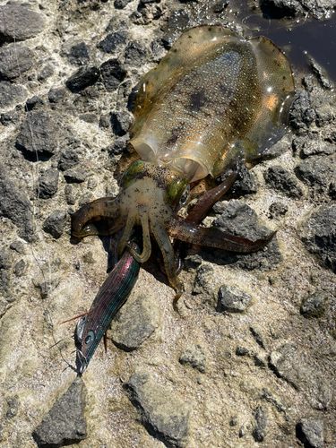 アオリイカの釣果